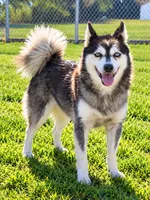 Krystal, a female Alaskan Klee Kai for sale in Hillsboro, OH – 2 of 3