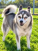 Lexie, a female Alaskan Klee Kai for sale in Hillsboro, OH – 3 of 3