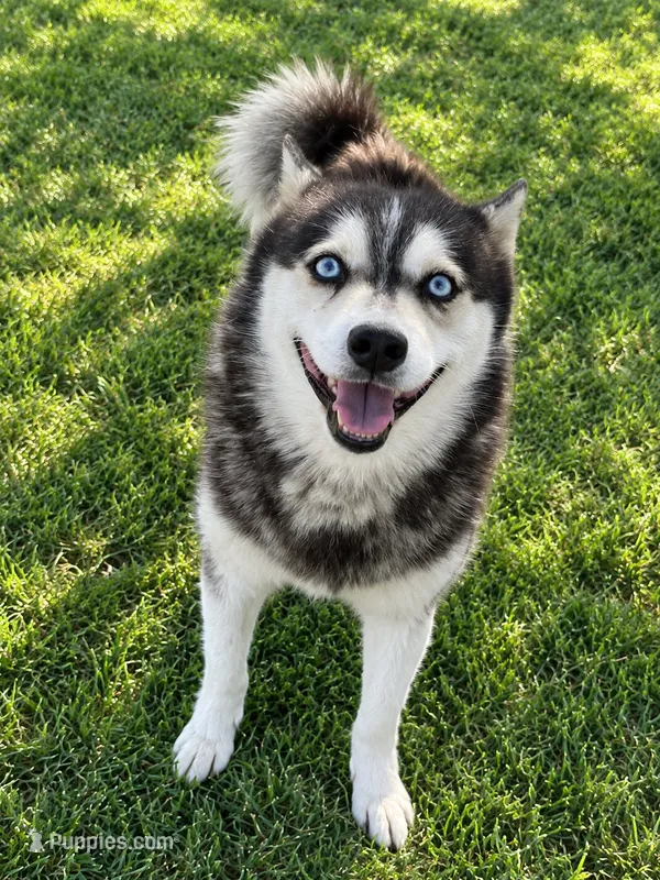 Owen – Alaskan Klee Kai puppy for sale in Hillsboro, OH