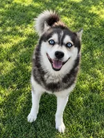 Owen, a male Alaskan Klee Kai for sale in Hillsboro, OH – 1 of 2