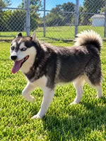 Owen, a male Alaskan Klee Kai for sale in Hillsboro, OH – 3 of 3