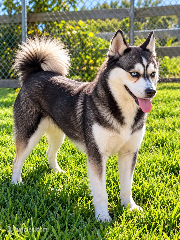 Sapphire – Alaskan Klee Kai puppy for sale in Hillsboro, OH