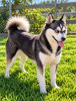 Sapphire, a female Alaskan Klee Kai for sale in Hillsboro, OH – 1 of 3