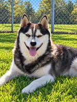 Owen, a male Alaskan Klee Kai for sale in Hillsboro, OH – 1 of 3