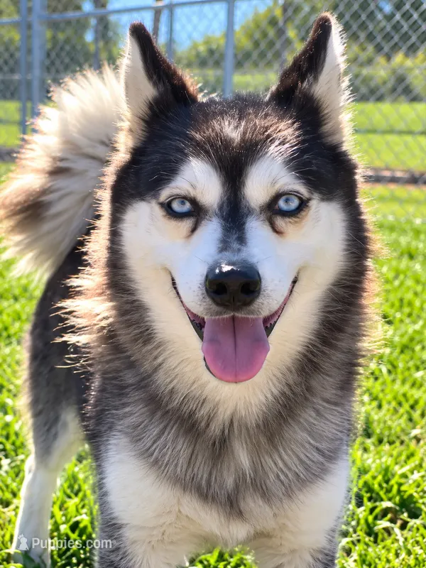 Krystal – Alaskan Klee Kai puppy for sale in Hillsboro, OH