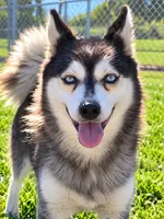 Krystal, a female Alaskan Klee Kai for sale in Hillsboro, OH – 1 of 3