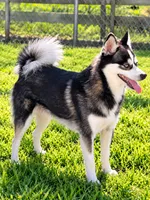 Scout, a male Alaskan Klee Kai for sale in Hillsboro, OH – 2 of 4