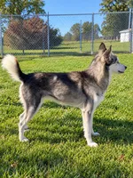 Willow, a female Alaskan Klee Kai for sale in Hillsboro, OH – 2 of 3