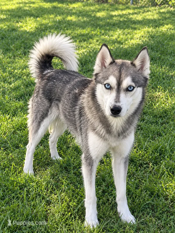 Willow – Alaskan Klee Kai puppy for sale in Hillsboro, OH