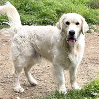 Emma, a female English Cream Golden Retriever for sale in Watertown, CT – Photo 2 of 3