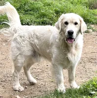 Emma, a female English Cream Golden Retriever for sale in Watertown, CT – Photo 2 of 3