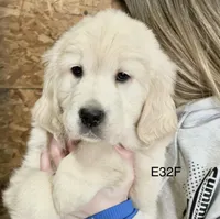 Emma, a female English Cream Golden Retriever for sale in Watertown, CT – Photo 1 of 3