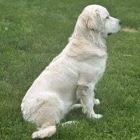 Emma, a female English Cream Golden Retriever for sale in Watertown, CT – Photo 3 of 3