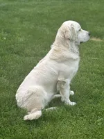 Emma, a female English Cream Golden Retriever for sale in Watertown, CT – Photo 3 of 3