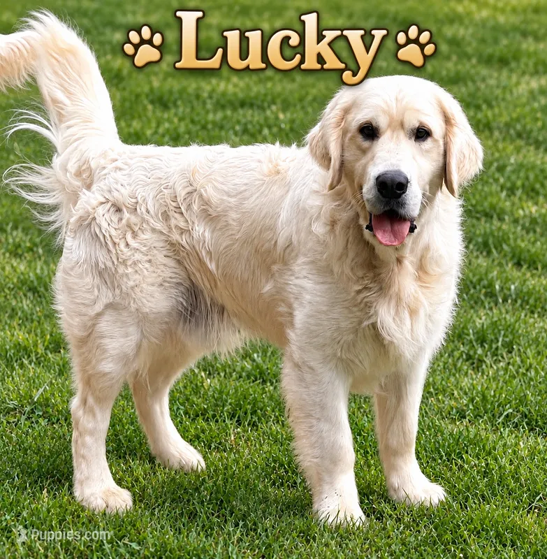 Lucky – English Cream Golden Retriever puppy for sale in Oakville, CT