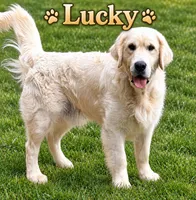 Lucky, a male English Cream Golden Retriever for sale in Oakville, CT – 1 of 1
