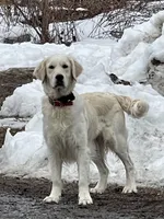 Hope, a female English Cream Golden Retriever for sale in Watertown, CT – Photo 1 of 2