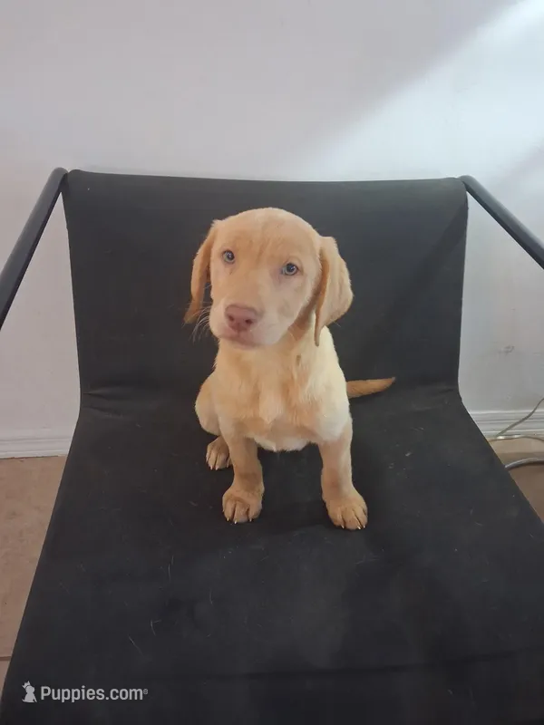 Atlus  – Labrador Retriever puppy for sale in Cape Coral, FL