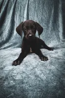 Future bird dog, a male German Shorthaired Pointer and Golden Retriever for sale in Dardanelle, AR – 3 of 10