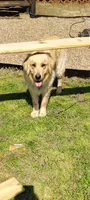 Future bird dog, a male German Shorthaired Pointer and Golden Retriever for sale in Dardanelle, AR – 9 of 10