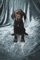 Future bird dog, a male German Shorthaired Pointer and Golden Retriever for sale in Dardanelle, AR – 4 of 10