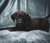 Future bird dog, a male German Shorthaired Pointer and Golden Retriever for sale in Dardanelle, AR – 6 of 10