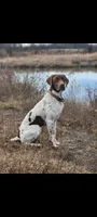 Future bird dog, a male German Shorthaired Pointer and Golden Retriever for sale in Dardanelle, AR – 10 of 10