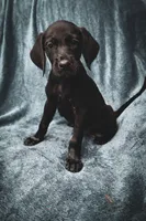 Future bird dog, a male German Shorthaired Pointer and Golden Retriever for sale in Dardanelle, AR – 5 of 10
