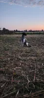 Future bird dog, a male German Shorthaired Pointer and Golden Retriever for sale in Dardanelle, AR – 7 of 10