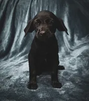Future bird dog, a male German Shorthaired Pointer and Golden Retriever for sale in Dardanelle, AR – 2 of 10