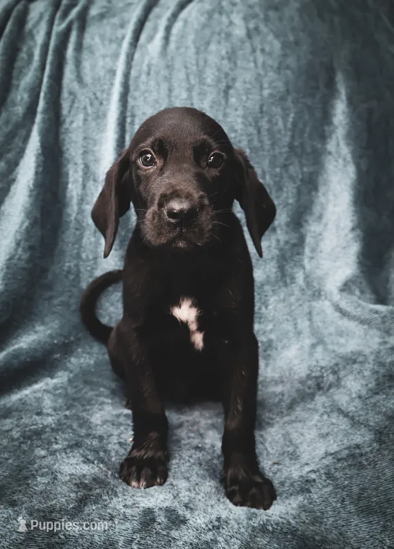 Future bird dog – German Shorthaired Pointer, Golden Retriever puppy for sale in Dardanelle, AR