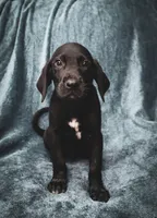 Future bird dog, a male German Shorthaired Pointer and Golden Retriever for sale in Dardanelle, AR – 1 of 10