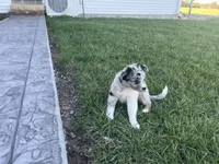 Puppy am, a male Toy Australian Shepherd and Pomimo for sale in Grabill, IN – 3 of 5