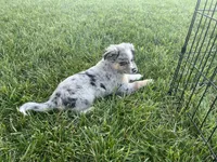 Puppy bf, a female Toy Australian Shepherd and Pomimo for sale in Grabill, IN – 2 of 5