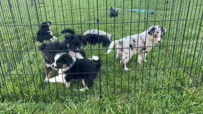 Puppy bf, a female Toy Australian Shepherd and Pomimo for sale in Grabill, IN – 4 of 5