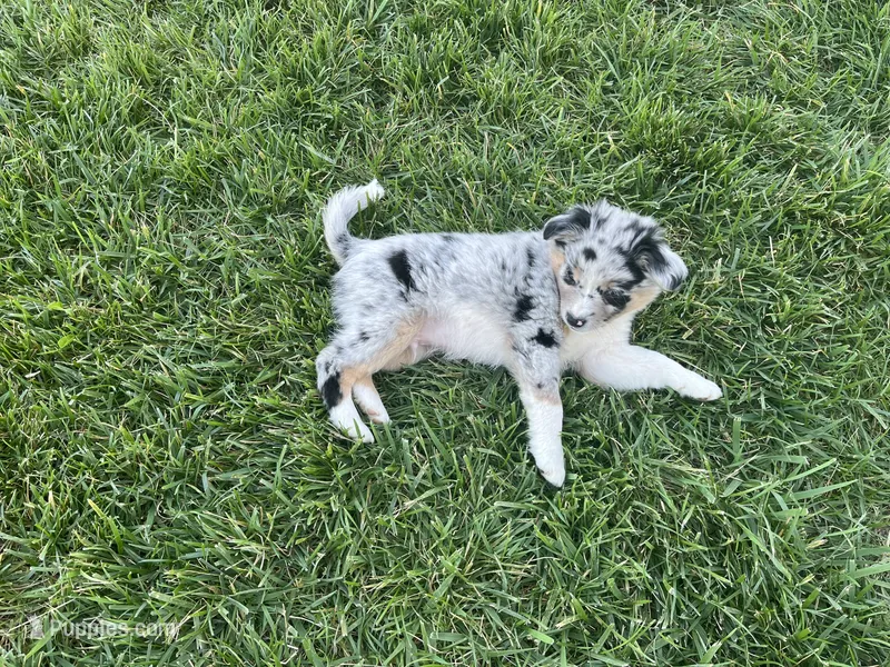Puppy am – Toy Australian Shepherd, Pomimo puppy for sale in Grabill, IN