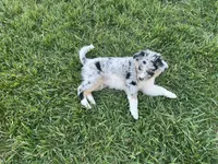 Puppy am, a male Toy Australian Shepherd and Pomimo for sale in Grabill, IN – 1 of 5