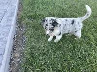 Puppy am, a male Toy Australian Shepherd and Pomimo for sale in Grabill, IN – 4 of 5