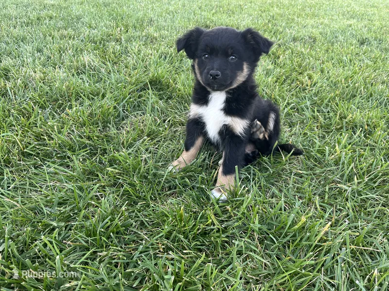 Df  – Toy Australian Shepherd, Pomimo puppy for sale in Grabill, IN