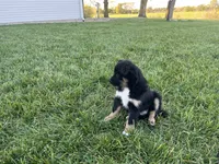 Df , a female Toy Australian Shepherd and Pomimo for sale in Grabill, IN – 2 of 2