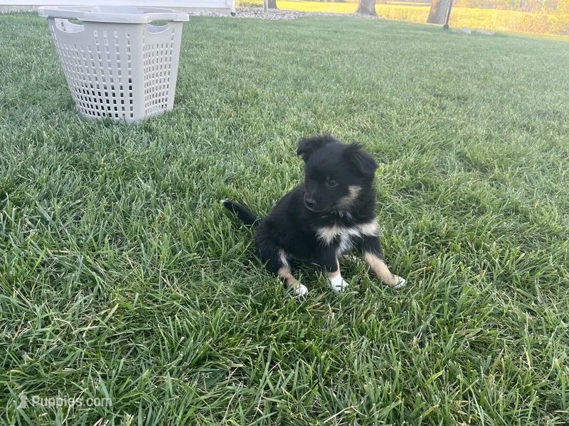 Puppy af  – Toy Australian Shepherd, Pomimo puppy for sale in Grabill, IN