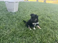 Puppy af , a female Toy Australian Shepherd and Pomimo for sale in Grabill, IN – 1 of 6