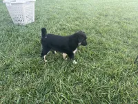 Puppy af , a female Toy Australian Shepherd and Pomimo for sale in Grabill, IN – 3 of 6