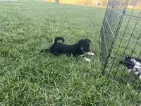 Puppy af , a female Toy Australian Shepherd and Pomimo for sale in Grabill, IN – 2 of 6