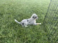Puppy bf, a female Toy Australian Shepherd and Pomimo for sale in Grabill, IN – 5 of 5