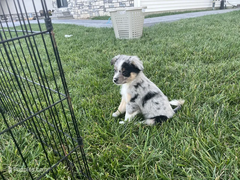 Puppy bf – Toy Australian Shepherd, Pomimo puppy for sale in Grabill, IN