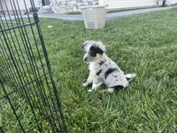 Puppy bf, a female Toy Australian Shepherd and Pomimo for sale in Grabill, IN – 1 of 5