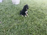 Puppy af , a female Toy Australian Shepherd and Pomimo for sale in Grabill, IN – 4 of 6
