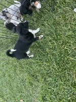 Cf, a female Toy Australian Shepherd and Pomimo for sale in Grabill, IN – 2 of 2