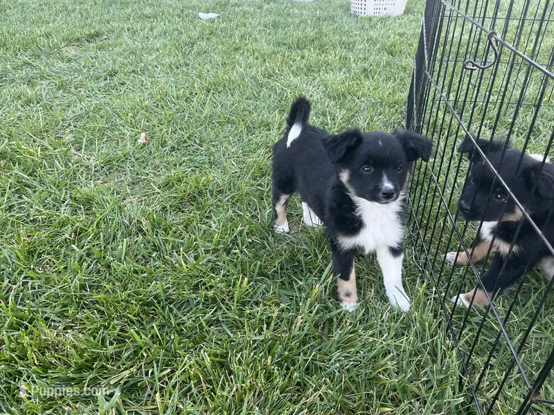 Cf – Toy Australian Shepherd, Pomimo puppy for sale in Grabill, IN